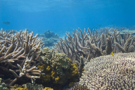 Coral Great Barrier Reef Coral