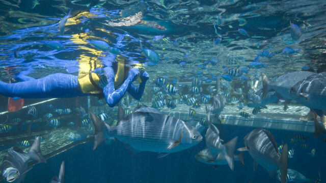 Great Barrier Reef Snorkeling Great Barrier Reef Snorkeling