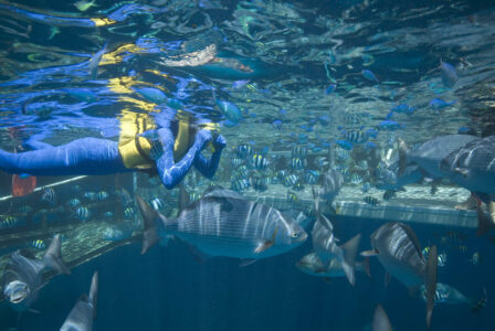 Great Barrier Reef Snorkeling Great Barrier Reef Snorkeling