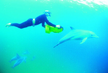 Rockingham Dolphins, Near Perth Rockingham Dolphins, Near Perth Western Australia