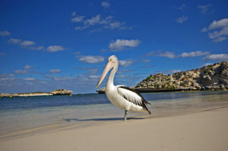 Rockingham - Pelican, Near Perth Rockingham - Pelican, Near Perth