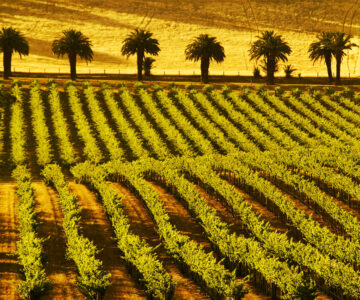 Seppeltsfield Winery Seppeltsfield Winery