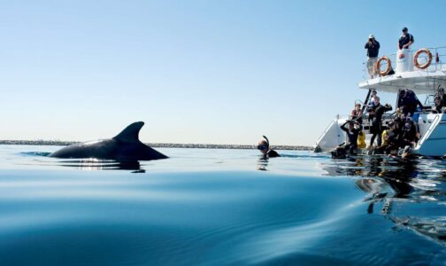 Swim with Dolphins in - Rockingham-Perth Swim with Dolphins in - Rockingham-Perth, Western Australia