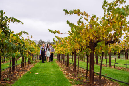 Jacob's Creek Vineyard Tour Jacob's Creek Vineyard Tour