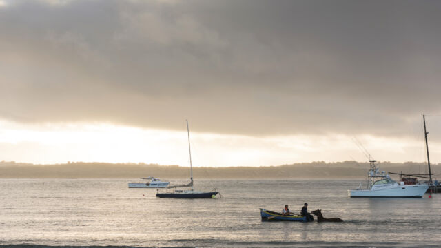 Horses training at dawn in Warrnambool Bay Warrnambool Bay Great Ocean Road