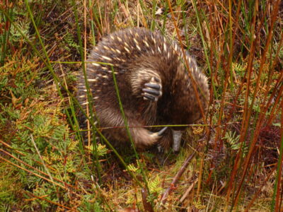 Cradle Mountain, Tasmania Echidna sleeping