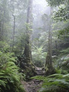 Blue Mountains Hiking trail, Blue Mountains, New South Wales Australia