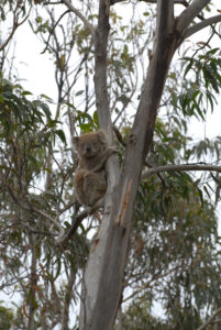 Great Ocean Road, Victoria Koala