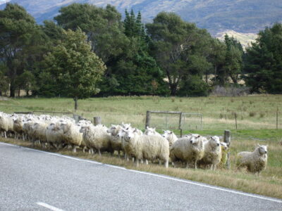 near Haast Pass, Wanaka, South Island Sheep sharing the road