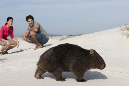Bay of Fires, Tasmania Wombat walking