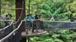 Redwoods Treewalk Rotorua Redwoods Treewalk Rotorua