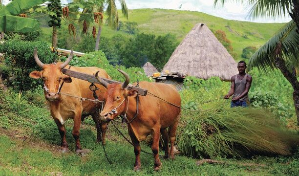 Man ploughing, Navala Village, Nadi Region Man ploughing, Navala Village, Nadi Region