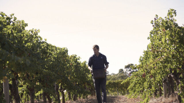 Vasse Felix Winery, Margaret River Vasse Felix Winery, Margaret River, WA Australia