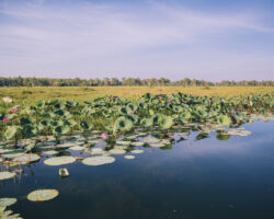 Yellow Water, Kakadu National Park Yellow Water, Kakadu National Park, NT
