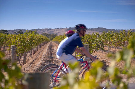 Cycling through the Barossa Valley vineyards Cycling through the Barossa Valley vineyards The Louise, Luxury Lodges of Australia, South Australia