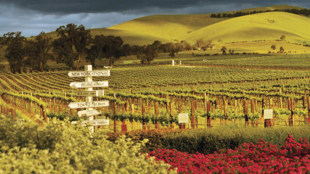 Jacobs Creek Visitor Centre garden, Barossa Valley Jacobs Creek Visitor Centre garden, Barossa Valley, SA Australia