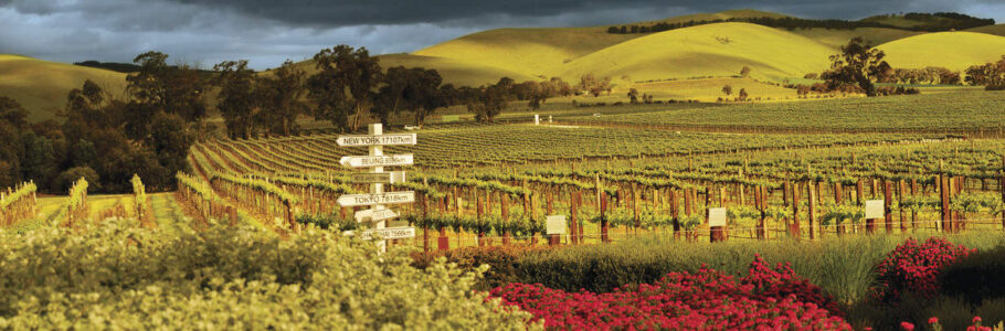 Jacobs Creek Visitor Centre garden, Barossa Valley Jacobs Creek Visitor Centre garden, Barossa Valley, SA Australia