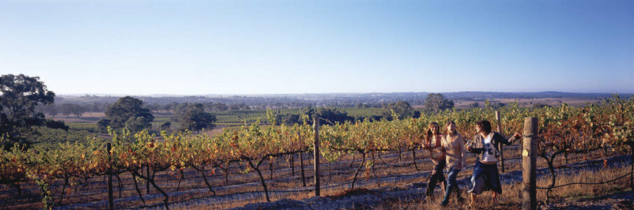 Barossa Valley View of vineyard in the Barossa Valley, Australia