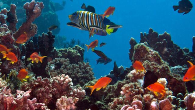 Diving, Lalati Resort Diving, Lalati Resort