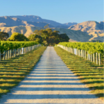 Marlborough Wine Tours