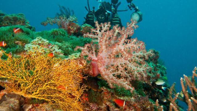 Diving Lalati Resort Diving Lalati Resort