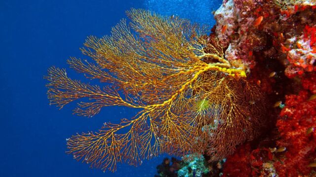 Coral, Lalati Resort Coral, Lalati Resort