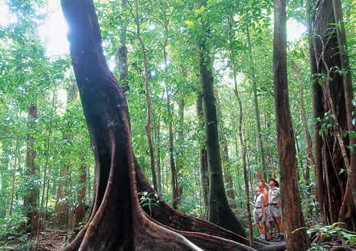 Safari in rainforest