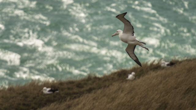 Dunedin, Otago Dunedin, Otago