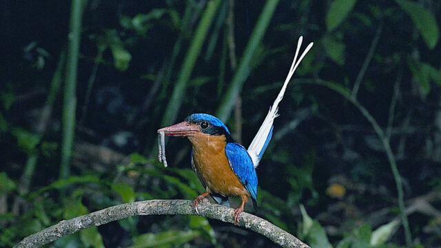 Buff Breasted Kingfisher