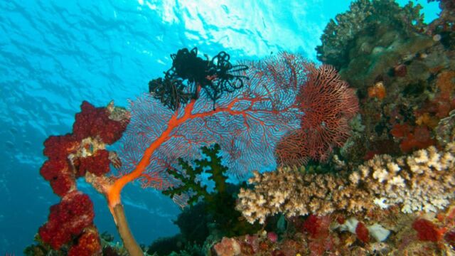 Coral, Lalati Resort Coral, Lalati Resort