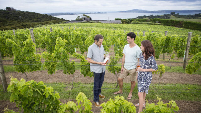 Vineyard, Waiheke Island, Auckland Vineyard, Waiheke Island, Auckland