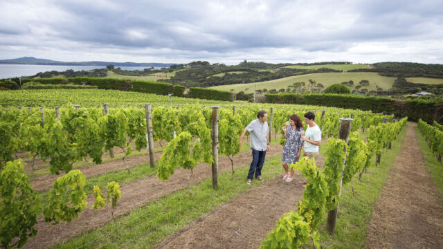 Vineyard, Waiheke Island, Auckland Vineyard, Waiheke Island, Auckland