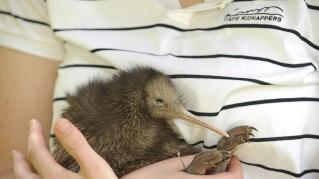 Cape Kidnappers, Hawke's Bay