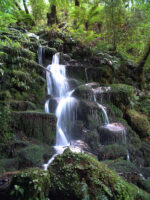 Cascade Waterfall Whirinaki Forest Park Cascade Waterfall Whirinaki Forest Park
