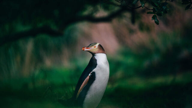 Penguin, Dunedin Penguin, Dunedin