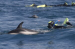 Dolphin Encounter Kaikoura