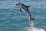 Dusky Dolphins