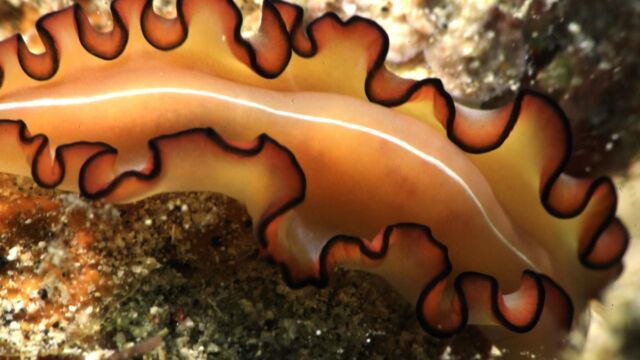 Nudi Paradise Taveuni Nudi Paradise Taveuni