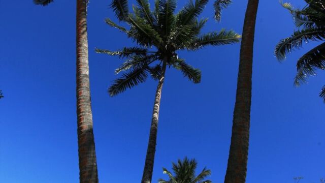 Coconut trees Paradise Taveuni Coconut trees Paradise Taveuni