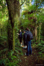 Pureora Forest Park, Lake Taupo Pureora Forest Park, Lake Taupo