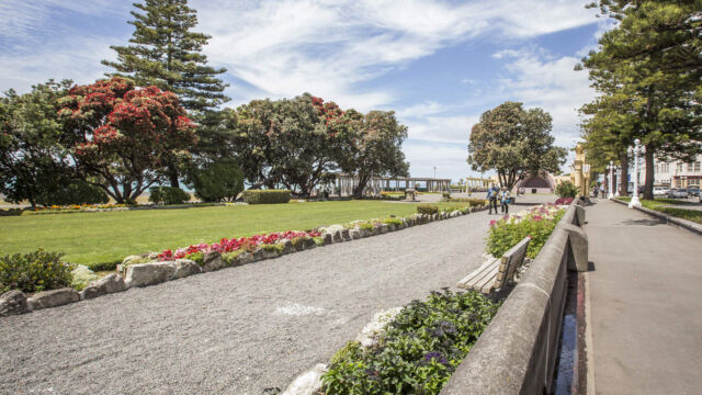Marine Parade Flowering Pohutakawa Marine Parade Flowering Pohutakawa