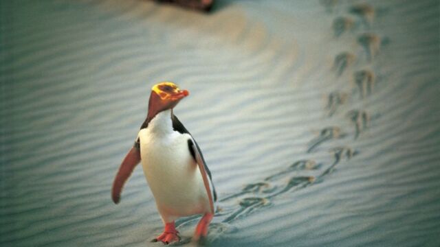 Penguin Place, Central Otago Penguin Place, Central Otago
