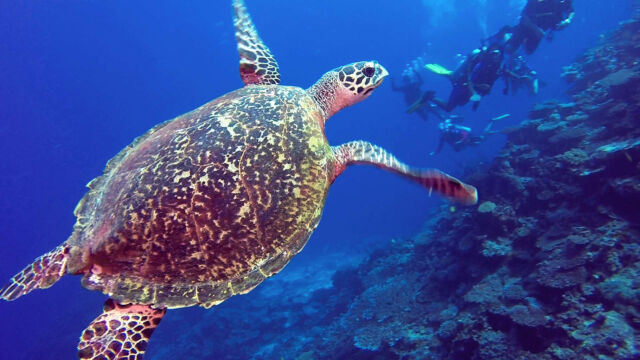 QAMEA SEA TURTLE QAMEA SEA TURTLE
