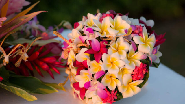 Radisson Blu Resort Flowers Denarua Island Radisson Blu Resort Flowers Denarua Island