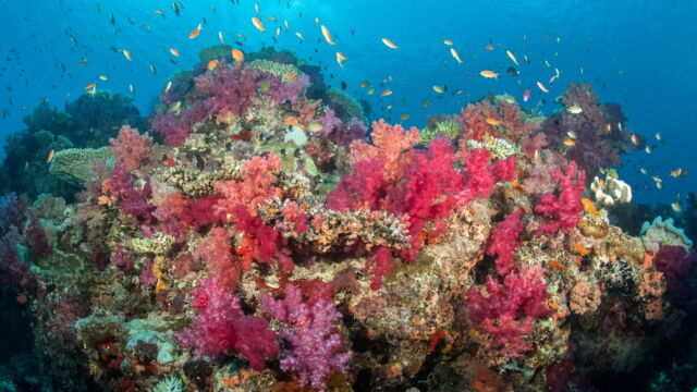 Rainbow Reef, Paradise Taveuni Rainbow Reef, Paradise Taveuni