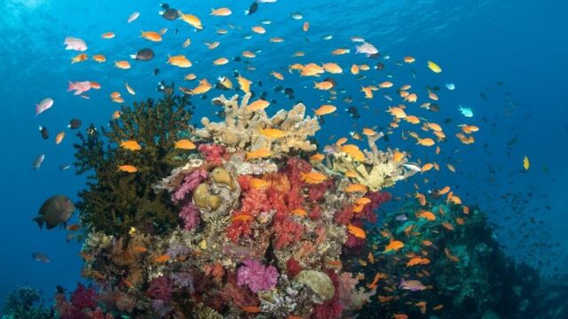 Rainbow Reef, Paradise Taveuni Rainbow Reef, Paradise Taveuni