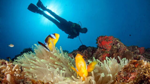 Rainbow Reef, Paradise Taveuni Rainbow Reef, Paradise Taveuni