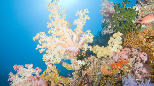 Rainbow Reef, Somosomo Strait, Paradise Taveuni Rainbow Reef, Somosomo Strait, Fiji; large, colorful soft corals grow out into the current, at the edge of the coral reef, with sun rays breaking through the blue water background