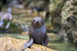 Seal Pup Ohau Stream Kaikoura Seal Pup Ohau Stream Kaikoura