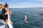 Dolphin Encounter, Kaikoura Dolphin Encounter, Kaikoura New Zealand